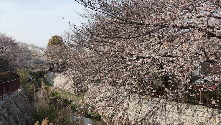 ニケ領用水の桜