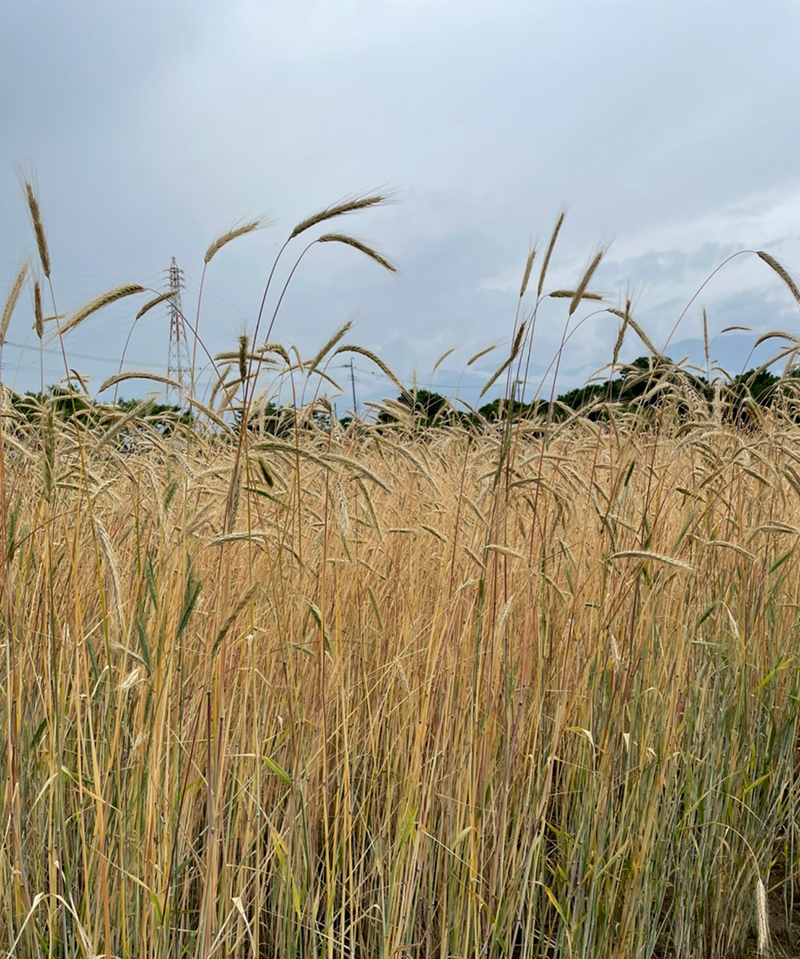 ライ麦を畑で収穫する